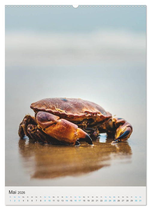Dänemarks Nordseeküste - Vom Ringkøbing-Fjord bis zur Jammerbucht (CALVENDO Wandkalender 2026)