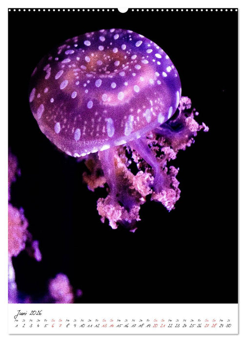 Tierwelten - aus dem ältesten Tiergarten der Welt (CALVENDO Wandkalender 2026)