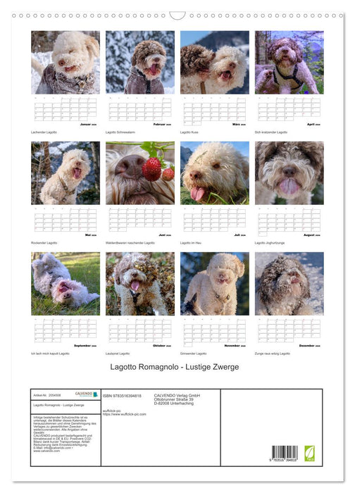 Lagotto Romagnolo - Lustige Zwerge (CALVENDO Wandkalender 2026)
