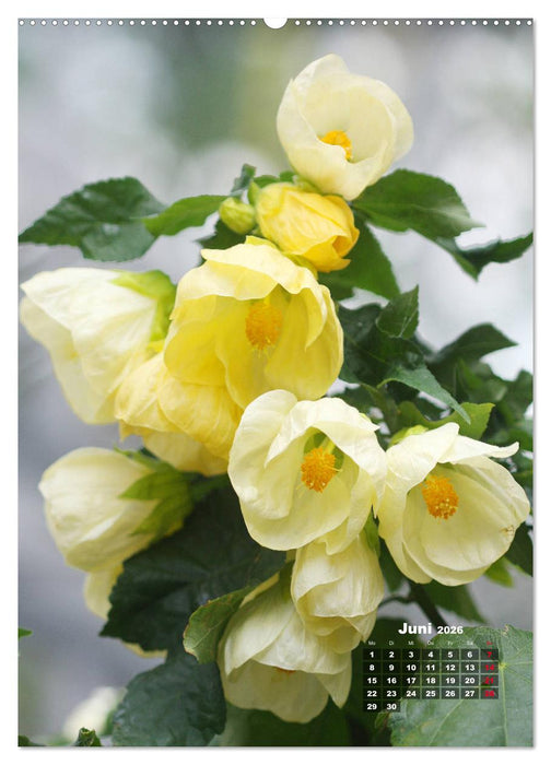 Malvenblüte (CALVENDO Premium Wandkalender 2026)