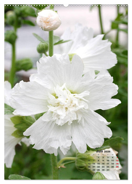 Malvenblüte (CALVENDO Premium Wandkalender 2026)
