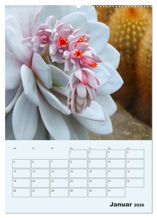 Wehrhafte Sukkulenten (CALVENDO Premium Wandkalender 2026)
