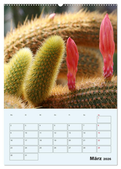 Wehrhafte Sukkulenten (CALVENDO Premium Wandkalender 2026)
