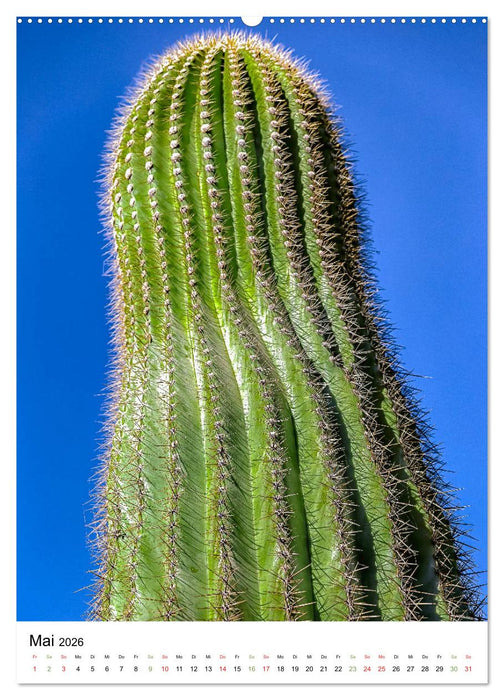 Kakteen - Stacheliges aus Südamerika (CALVENDO Premium Wandkalender 2026)