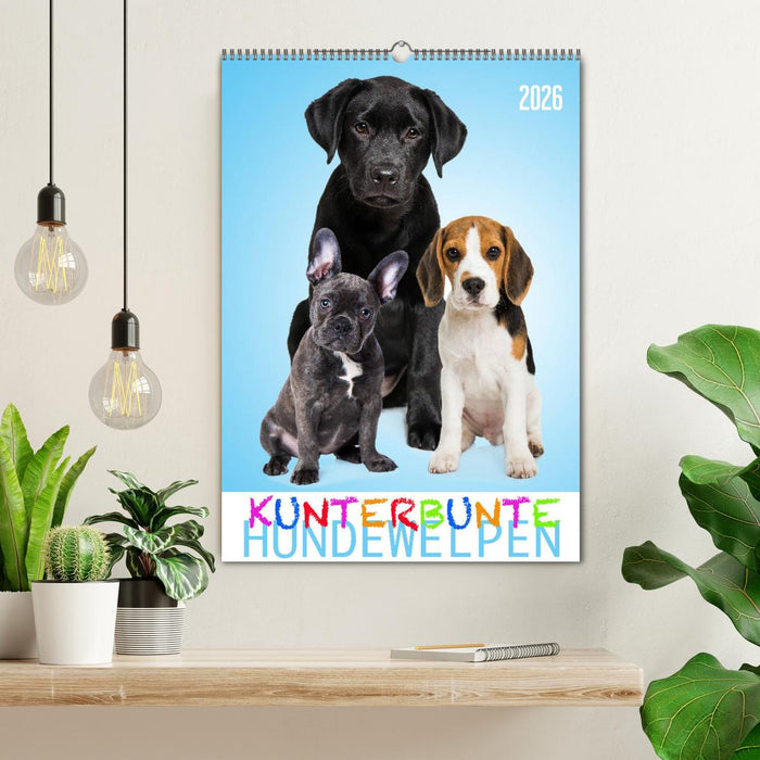 Kunterbunte Hundewelpen (CALVENDO Wandkalender 2026)