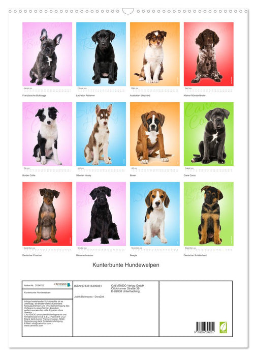Kunterbunte Hundewelpen (CALVENDO Wandkalender 2026)