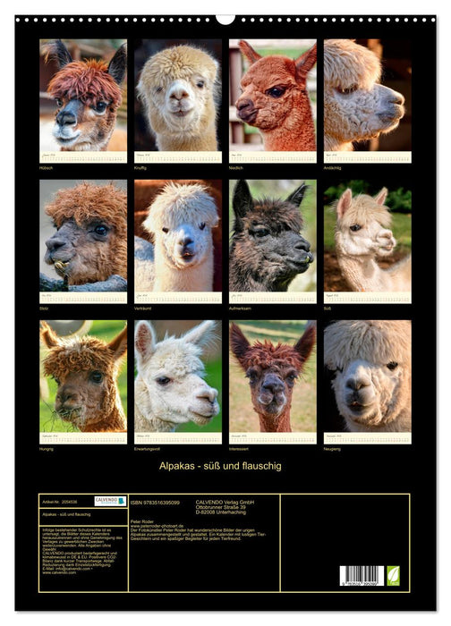 Alpakas - süß und flauschig (CALVENDO Wandkalender 2026)