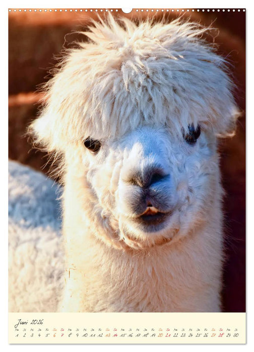 Alpakas - süß und flauschig (CALVENDO Wandkalender 2026)