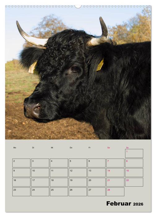 Kuhportraits Hornkühe (CALVENDO Premium Wandkalender 2026)