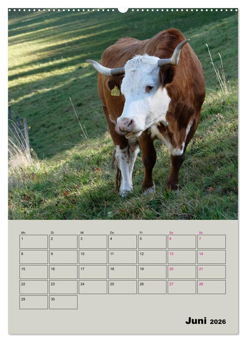 Kuhportraits Hornkühe (CALVENDO Premium Wandkalender 2026)