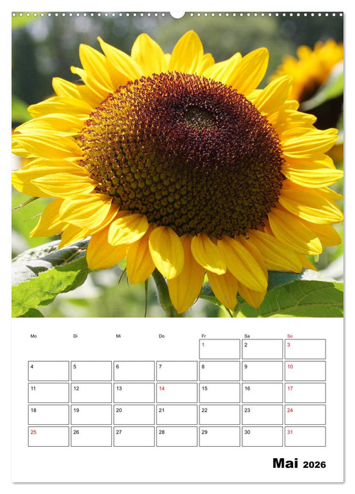Leuchtende Sonnenblumen (CALVENDO Premium Wandkalender 2026)