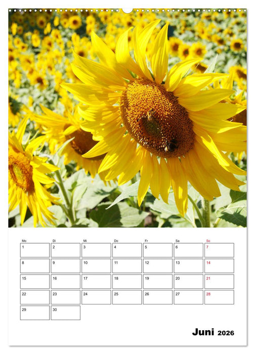 Leuchtende Sonnenblumen (CALVENDO Premium Wandkalender 2026)