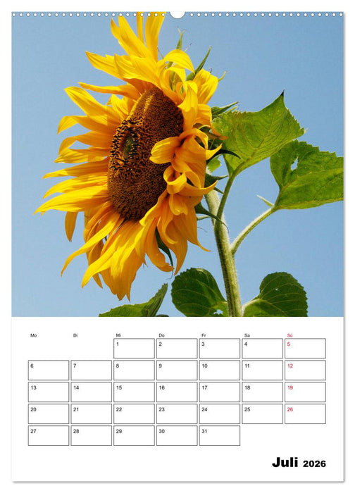Leuchtende Sonnenblumen (CALVENDO Premium Wandkalender 2026)