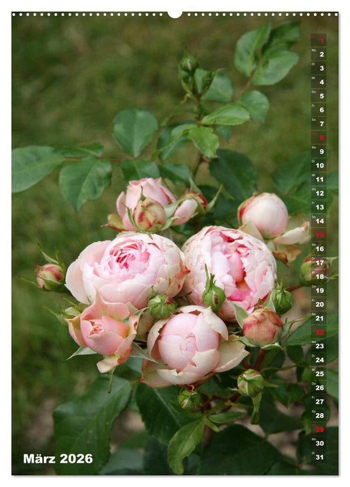 Schönste Rosen (CALVENDO Premium Wandkalender 2026)