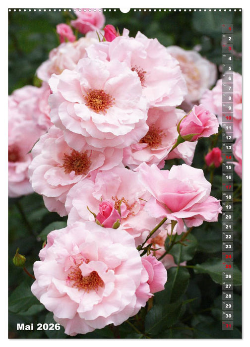 Schönste Rosen (CALVENDO Premium Wandkalender 2026)