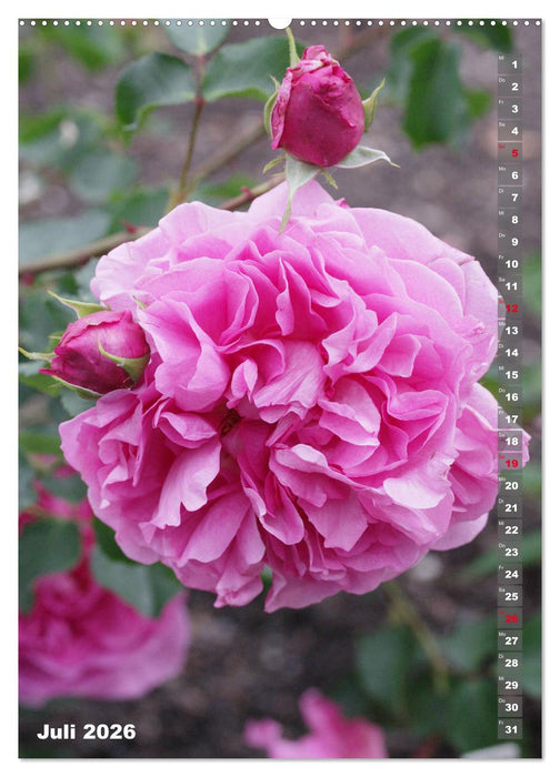 Schönste Rosen (CALVENDO Premium Wandkalender 2026)