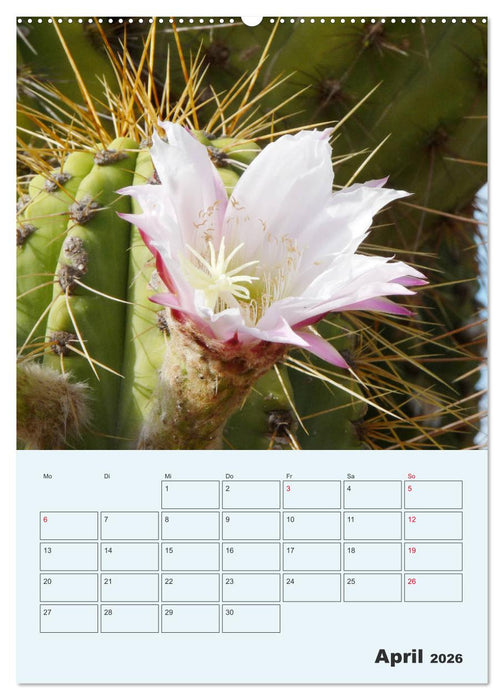 Wehrhafte Sukkulenten (CALVENDO Wandkalender 2026)