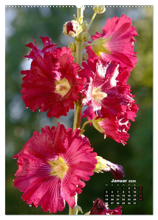 Malvenblüte (CALVENDO Wandkalender 2026)