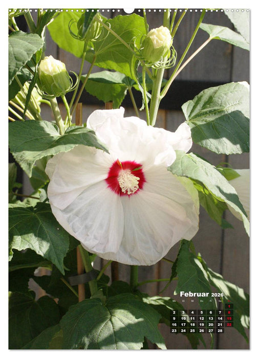 Malvenblüte (CALVENDO Wandkalender 2026)