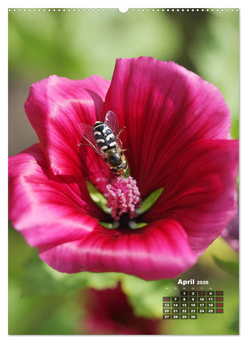 Malvenblüte (CALVENDO Wandkalender 2026)