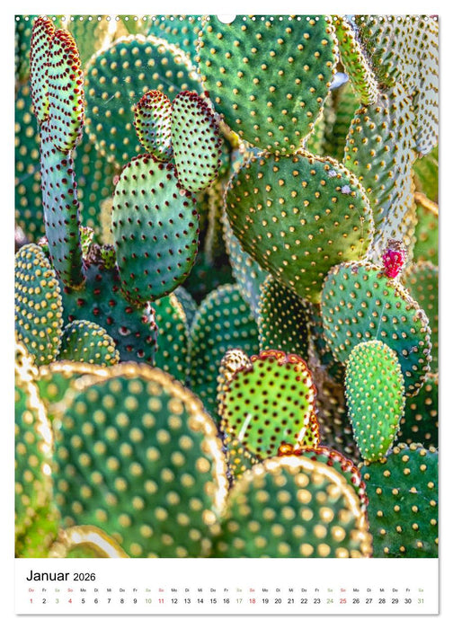 Kakteen - Stacheliges aus Südamerika (CALVENDO Wandkalender 2026)