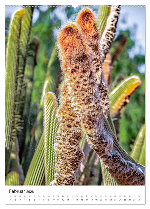 Kakteen - Stacheliges aus Südamerika (CALVENDO Wandkalender 2026)