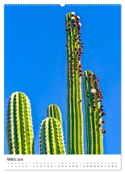 Kakteen - Stacheliges aus Südamerika (CALVENDO Wandkalender 2026)