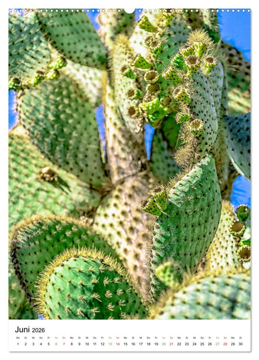 Kakteen - Stacheliges aus Südamerika (CALVENDO Wandkalender 2026)