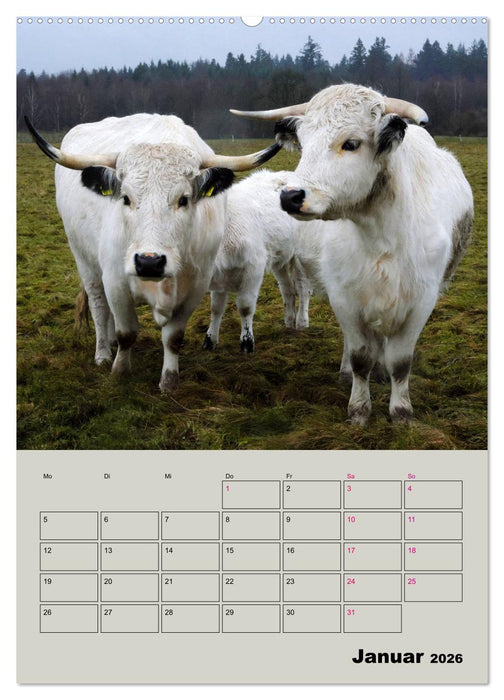 Kuhportraits Hornkühe (CALVENDO Wandkalender 2026)