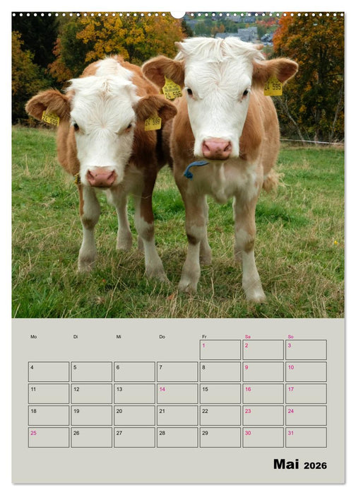 Kuhportraits Hornkühe (CALVENDO Wandkalender 2026)
