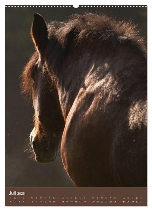 Schwere Pferde - Faszinierende Herzensbrecher (CALVENDO Premium Wandkalender 2026)