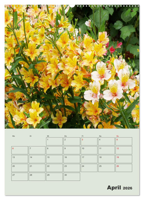Lilien im Garten (CALVENDO Premium Wandkalender 2026)