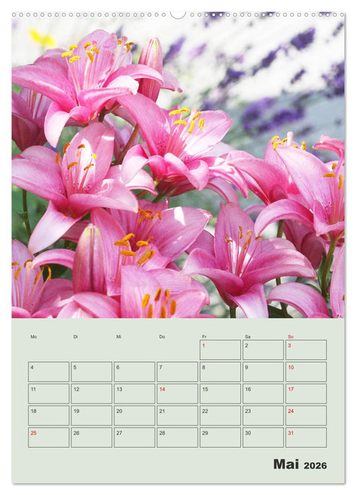 Lilien im Garten (CALVENDO Premium Wandkalender 2026)