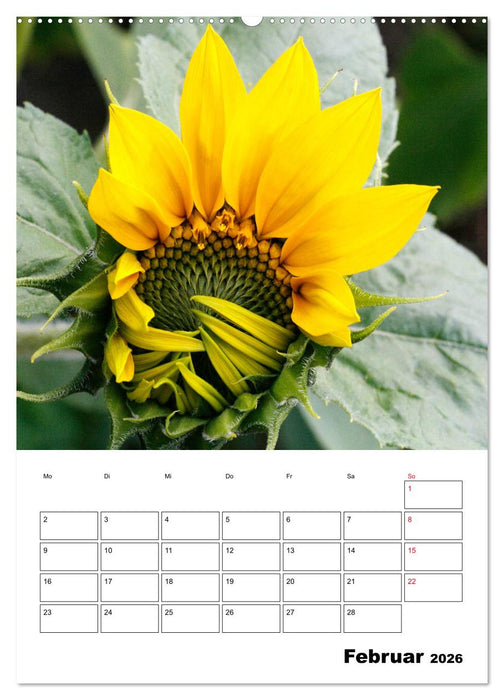 Leuchtende Sonnenblumen (CALVENDO Wandkalender 2026)