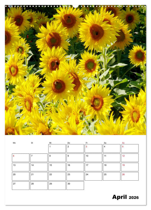 Leuchtende Sonnenblumen (CALVENDO Wandkalender 2026)
