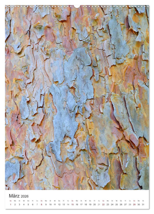 Strukturen - Steine, Eis, Pflanzen (CALVENDO Wandkalender 2026)