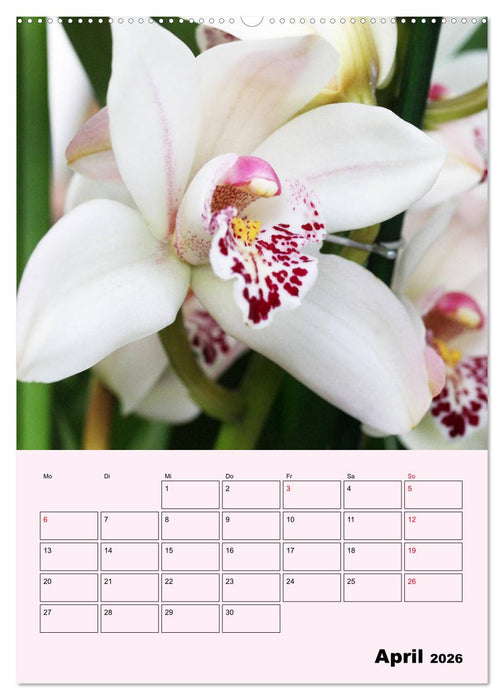Orchideenliebe (CALVENDO Wandkalender 2026)