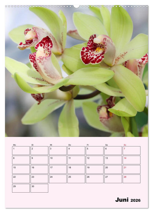 Orchideenliebe (CALVENDO Wandkalender 2026)