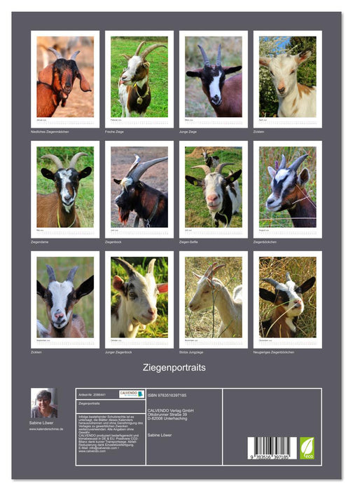 Ziegenportraits (CALVENDO Premium Wandkalender 2026)