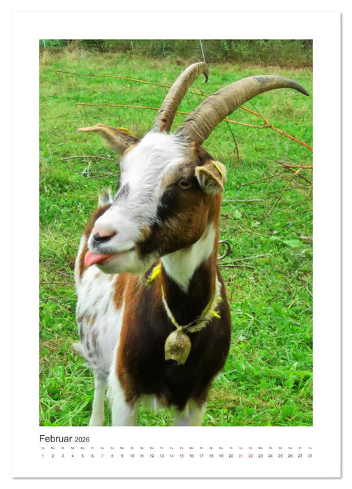 Ziegenportraits (CALVENDO Premium Wandkalender 2026)