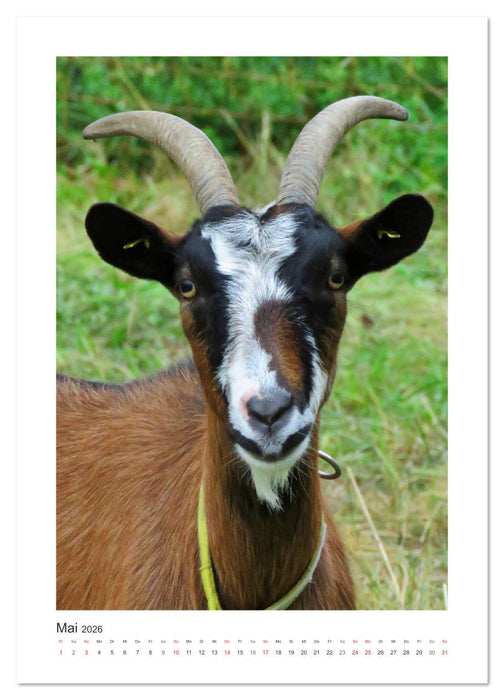 Ziegenportraits (CALVENDO Premium Wandkalender 2026)