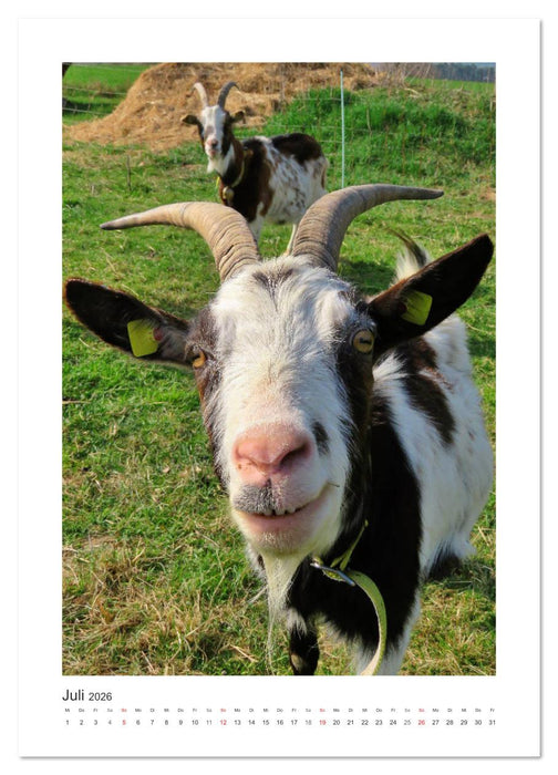 Ziegenportraits (CALVENDO Premium Wandkalender 2026)