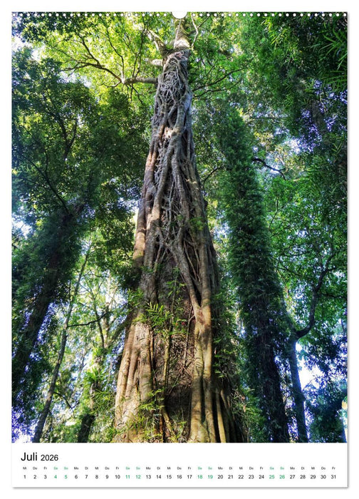 Regenwald - Australien (CALVENDO Premium Wandkalender 2026)