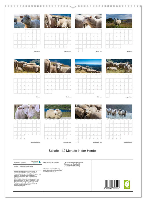 Schafe - 12 Monate in der Herde (CALVENDO Premium Wandkalender 2026)