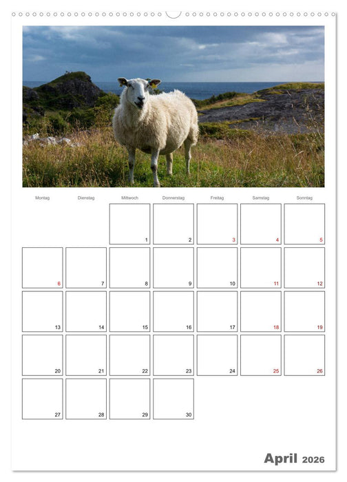 Schafe - 12 Monate in der Herde (CALVENDO Premium Wandkalender 2026)