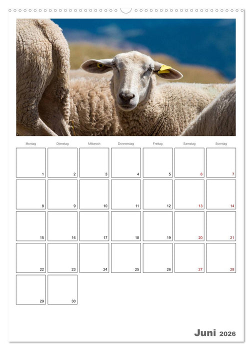 Schafe - 12 Monate in der Herde (CALVENDO Premium Wandkalender 2026)