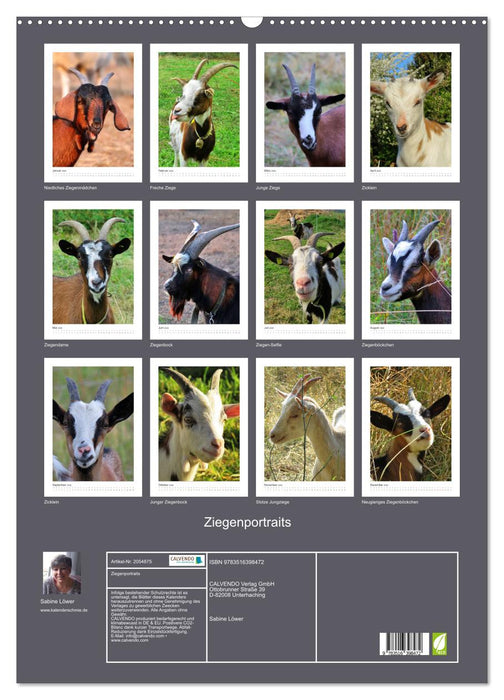 Ziegenportraits (CALVENDO Wandkalender 2026)