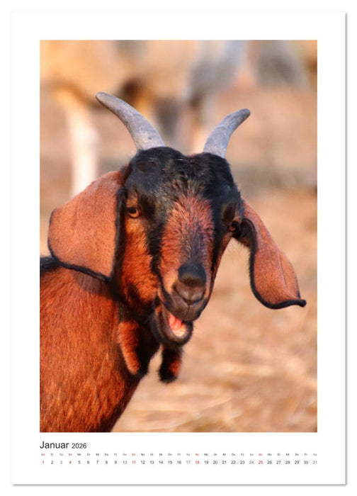 Ziegenportraits (CALVENDO Wandkalender 2026)
