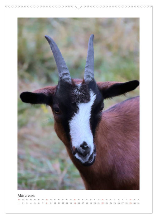 Ziegenportraits (CALVENDO Wandkalender 2026)
