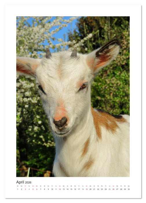 Ziegenportraits (CALVENDO Wandkalender 2026)